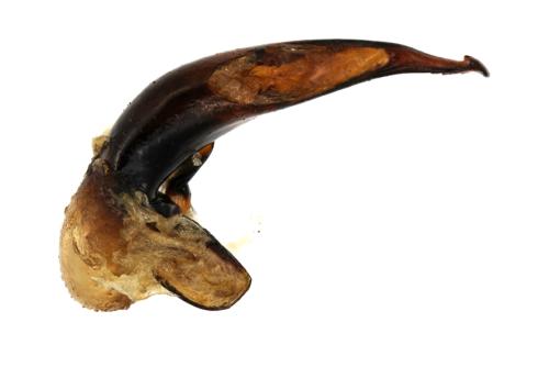 Réf. 353 231 : Harpalus rufipalpis